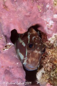 " Blenny in a pink house"-Raja Ampat by Richard Goluch 